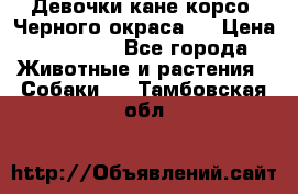 Девочки кане корсо. Черного окраса.  › Цена ­ 65 000 - Все города Животные и растения » Собаки   . Тамбовская обл.